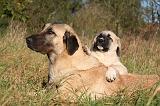 KANGAL 121